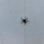 Rogue Valley Extermination & Pest Control
