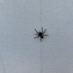 Rogue Valley Extermination & Pest Control - Wolf Spider