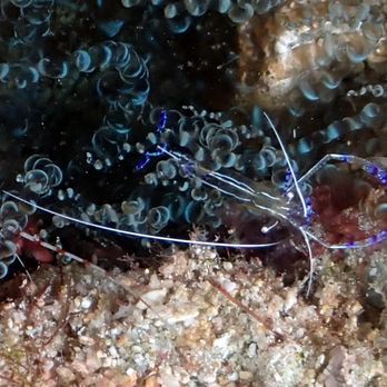 South Florida Diving Headquarters - pederson's cleaner shrimp - Boating Near Me - Pompano Beach, Florida