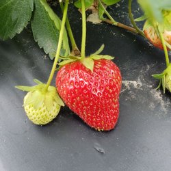 Evans Farms - Strawberries for the picking.