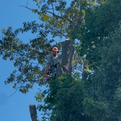 Atlas Tree Service - Had to climb this giant!