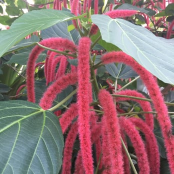 Denver Botanic Gardens - Botanical Gardens Near Me - Denver, Colorado Denver Botanic Gardens - Botanical Gardens Near Me - Denver, Colorado