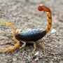Photo of Austin Pest Control