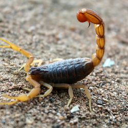 Austin Pest Control - Scorpion