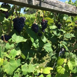 Hogg Hollow Winery