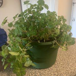 My butchered houseplant