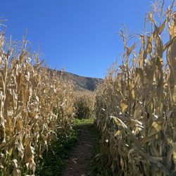 The Morgan Maze - 3 different corn mazes (easy, medium, and difficult).