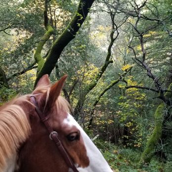 Piedmont Stables - Golden Spike Trail - Horseback Riding Near Me - Oakland, California Piedmont Stables - Golden Spike Trail - Horseback Riding Near Me - Oakland, California