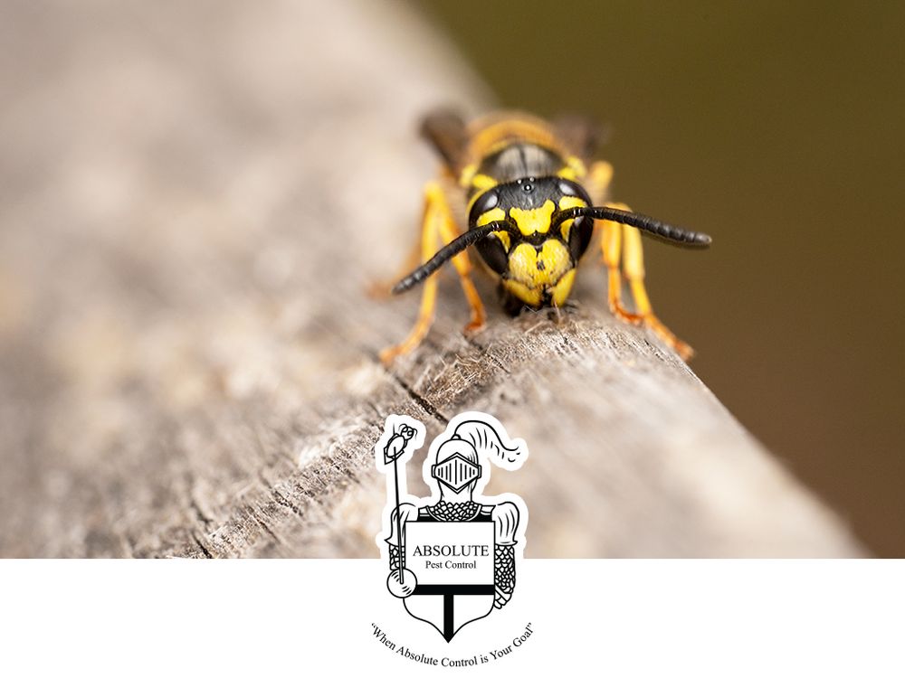 ABSOLUTE PEST CONTROL Updated September 2024 Parker, Colorado