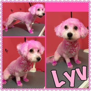 Quadsquads Tiny Paws - Breast cancer awareness month - Pet Groomers Near Me - Middletown, Delaware Quadsquads Tiny Paws - Breast cancer awareness month - Pet Groomers Near Me - Middletown, Delaware
