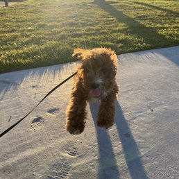 My puppy before his haircut
