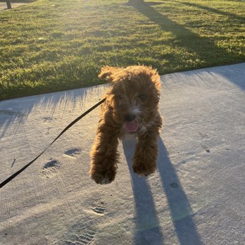 Precious Moments - My puppy before his haircut - Pet Groomers Near Me - San Jacinto, California