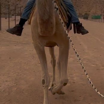 Camel Safari - Me & Lodi - Zoos Near Me - Bunkerville, Nevada