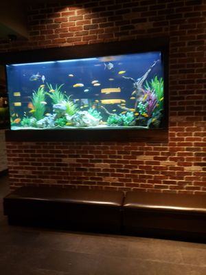 Cheddar's Scratch Kitchen by null