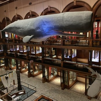 Bishop Museum - Museums Near Me - Honolulu, Hawaii
