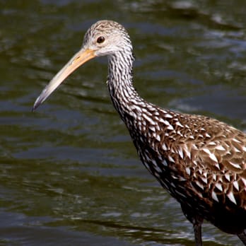 Captain Bob's Excellent Adventure - Limpkin - Tours Near Me - Fort Myers, Florida Captain Bob's Excellent Adventure - Limpkin - Tours Near Me - Fort Myers, Florida
