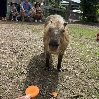 Grapetown Vineyard - Capybara feeding - Wineries Near Me - Fredericksburg, Texas