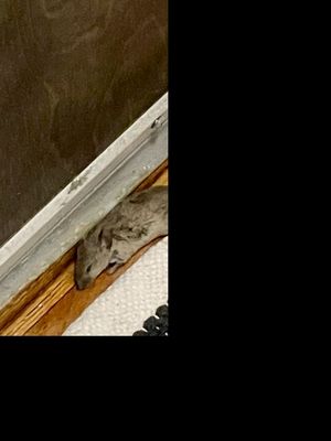 The Saratoga Apartments by null