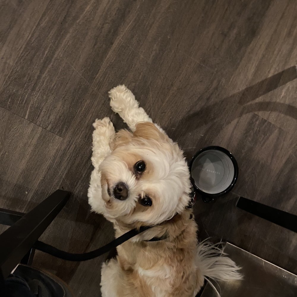 My pup relaxing underneath the pub table My pup relaxing underneath the pub table