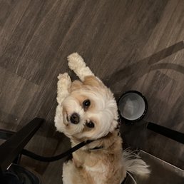 My pup relaxing underneath the pub table