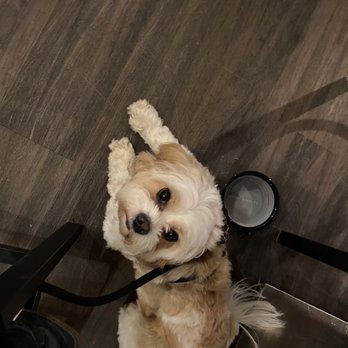 Broken Window Brewing - My pup relaxing underneath the pub table - Brewpubs Near Me - Winchester, Virginia