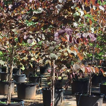 Fairways Nursery - 30 Gallon Forest Pansy Redbud - Nurseries & Gardening Near Me - Cumming, Georgia Fairways Nursery - 30 Gallon Forest Pansy Redbud - Nurseries & Gardening Near Me - Cumming, Georgia