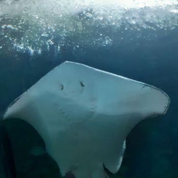 Downtown Aquarium - A smiling stingray. - Museums Near Me - Denver, Colorado Downtown Aquarium - A smiling stingray. - Museums Near Me - Denver, Colorado