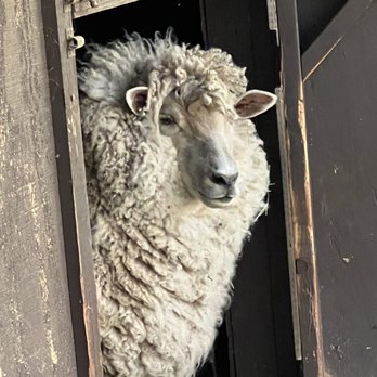 Briar Patch Inn - Sheep on property - Bed & Breakfast Near Me - Sedona, Arizona
