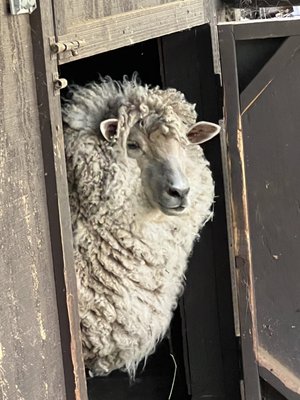 Briar Patch Inn by null