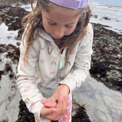 Hermit crab