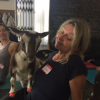 Hello Critter Goat Yoga - Yoga Near Me
