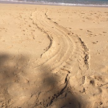 Baldwin Beach Park - Turtle tracks. - Parks Near Me - Paia, Hawaii