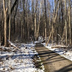 Frohring Meadows - Groveled paths through the woods.