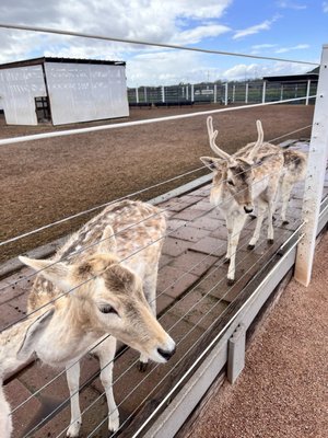 Rooster Cogburn Ostrich Ranch by null