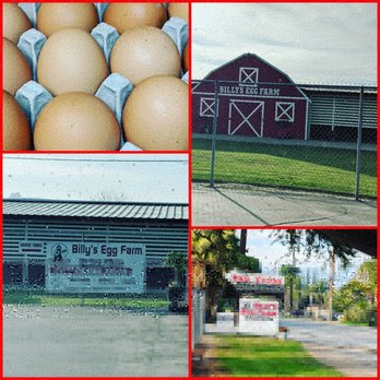 Billy's Egg Farm - Different pics of the farm, and eggs - Specialty Food Near Me - Chino, California