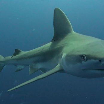Emerald Charters - Scuba Diving Near Me - Jupiter, Florida