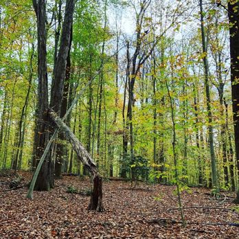 Scott's Run Nature Preserve - Parks Near Me - McLean, Virginia