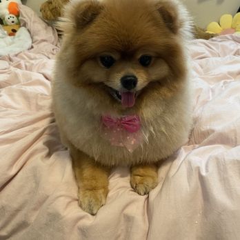 Coconut Pet Spa Mobile Grooming - Mango looking cute in her new hair cut and bow - Pet Groomers Near Me Coconut Pet Spa Mobile Grooming - Mango looking cute in her new hair cut and bow - Pet Groomers Near Me