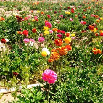 The Flower Fields - Venues & Event Spaces Near Me - Carlsbad, California