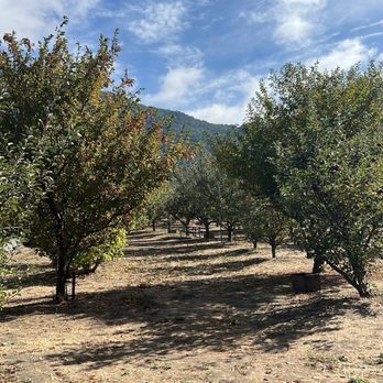 Ranchita Del Reo - Apple orchard - Pick Your Own Farms Near Me - Julian, California Ranchita Del Reo - Apple orchard - Pick Your Own Farms Near Me - Julian, California