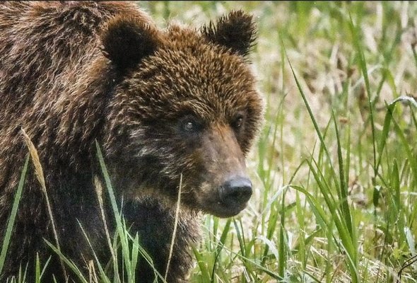 Natural Habitat Adventures by null