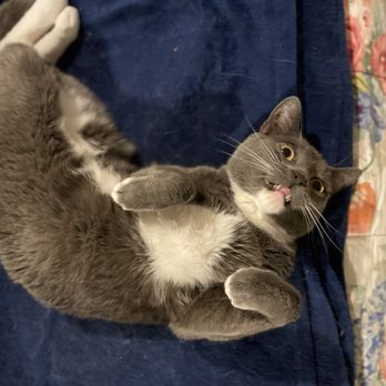 Peak City Pupppy - Silly Magellan. Going on "display" for his cat sitter - Pet Sitting Near Me - Wake Forest, North Carolina Peak City Pupppy - Silly Magellan. Going on "display" for his cat sitter - Pet Sitting Near Me - Wake Forest, North Carolina