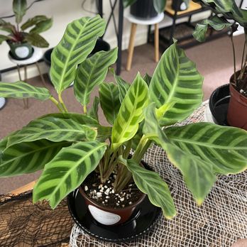 Leaf & Loam Houseplants - Nurseries & Gardening Near Me - Williamsville, New York Leaf & Loam Houseplants - Nurseries & Gardening Near Me - Williamsville, New York