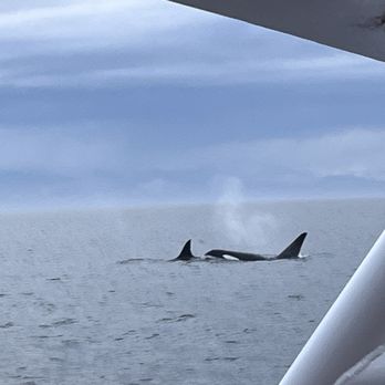 Eagle Wing Tours - Female and Male killer whales - Boat Charters Near Me - Victoria, British Columbia