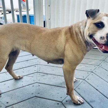 Lenoir County SPCA - Animal Shelters Near Me - Kinston, North Carolina Lenoir County SPCA - Animal Shelters Near Me - Kinston, North Carolina