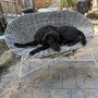 Photo of Sit Means Sit