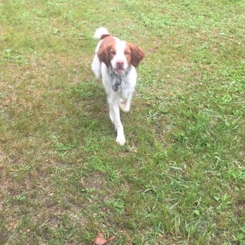 Evergreen Dog Retreat - Pet Boarding Near Me