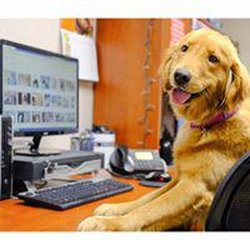 Nilla's Tub DIY Dog Wash & Health Food Store