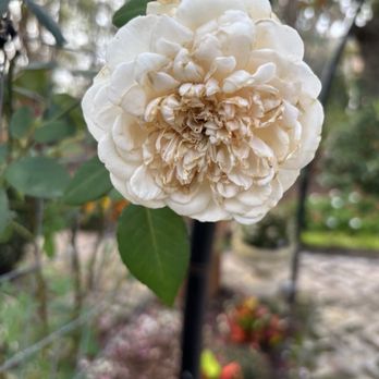 Boone Hall Plantation - Venues & Event Spaces Near Me - Mount Pleasant, South Carolina Boone Hall Plantation - Venues & Event Spaces Near Me - Mount Pleasant, South Carolina