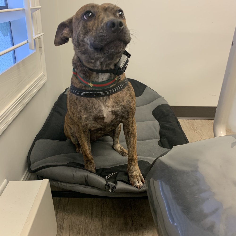Biltmore Dental Center - New therapy dog!!!! Such a good girl - General Dentistry Near Me - Phoenix, Arizona Biltmore Dental Center - New therapy dog!!!! Such a good girl - General Dentistry Near Me - Phoenix, Arizona